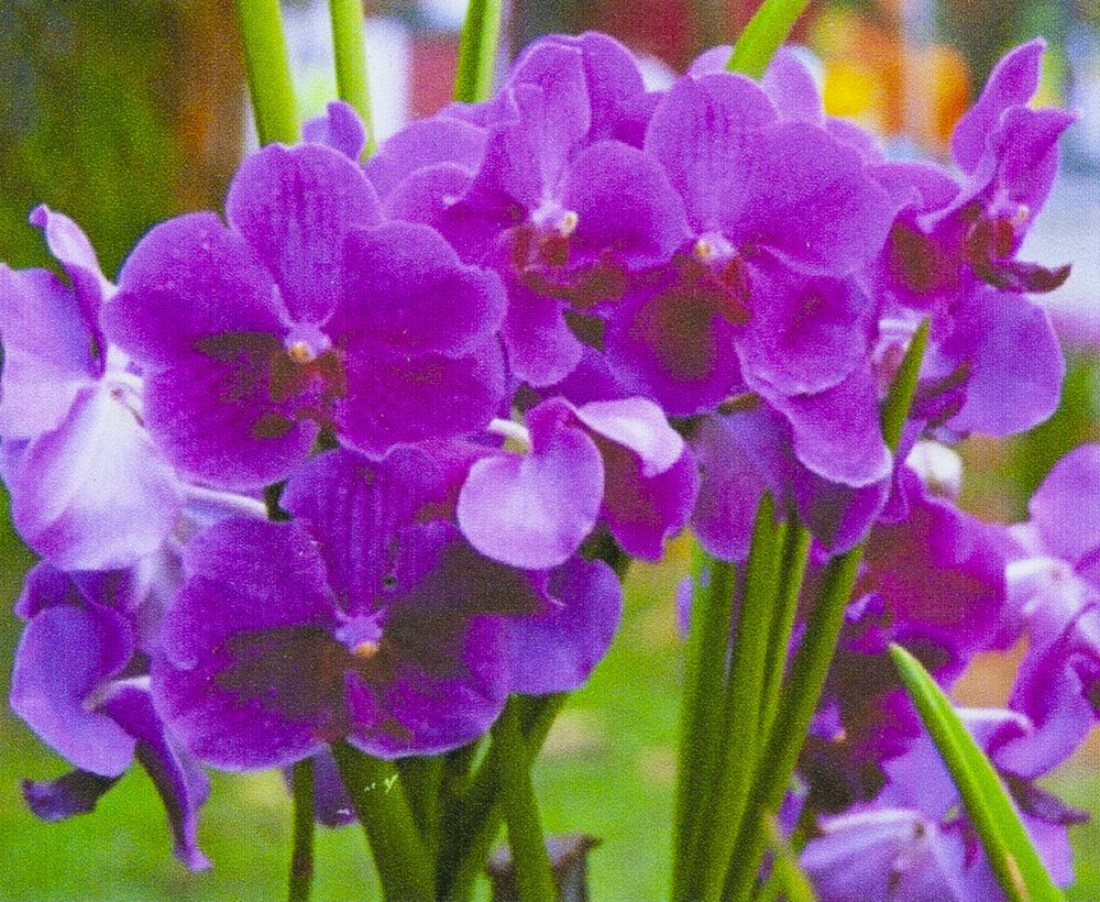 Алмазна мозаїка за номерами 30*40см "Яскраві квіти" у рулоні (70741 GB)
