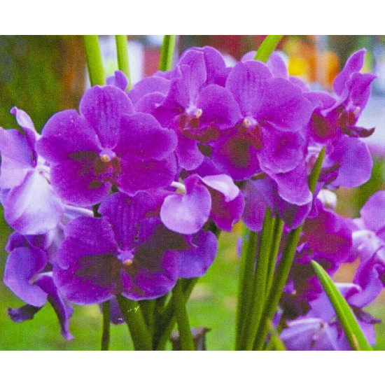 Алмазна мозаїка за номерами 30*40см "Яскраві квіти" у рулоні (70741 GB)