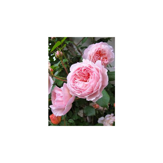Алмазная мозаика по номерам 40*50см "Нежные розы" (GLE70956)