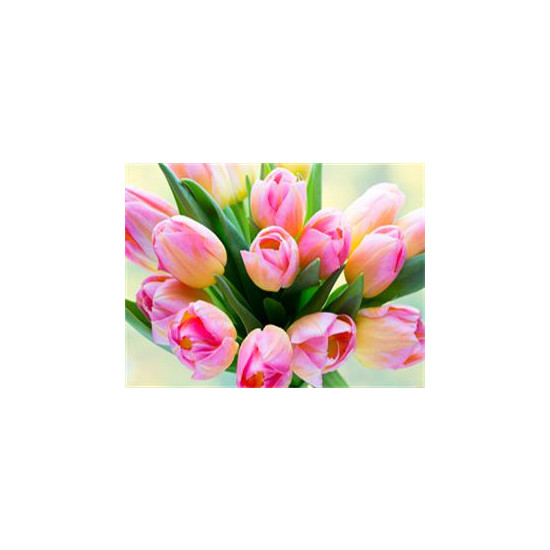 Алмазная мозаика по номерам 30*40см "Розовые тюльпаны" (GLD60497)