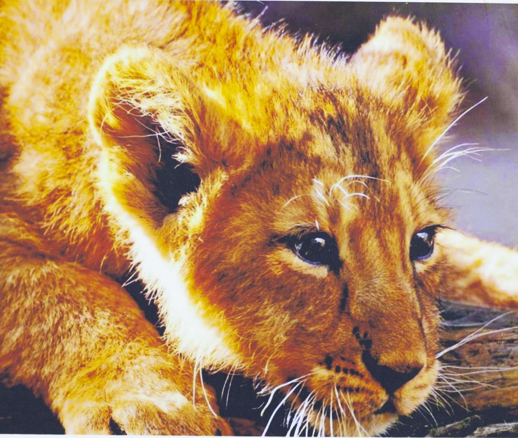 Картина за номерами "Левеня" 40 * 50см, крас.-акрил, пензлик-3шт. (1065)