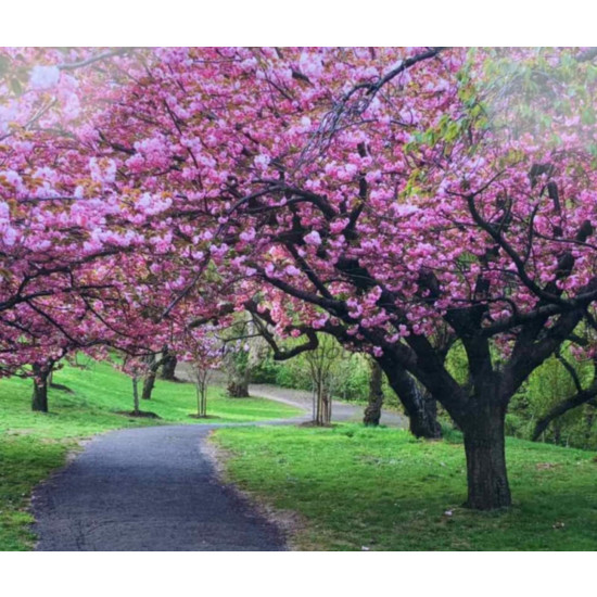 Холст-розмальовка під номерами 40*50см з набором фарб і пензликами 2 шт, з рамкою,  "Квітучий сад" (6030OTG_O)