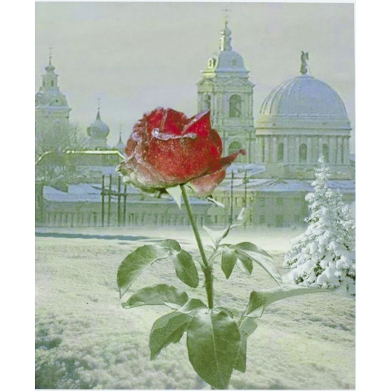 Картина за номерами "Троянда" 40 * 50см, крас.-акрил, кисть-3шт. (5447)