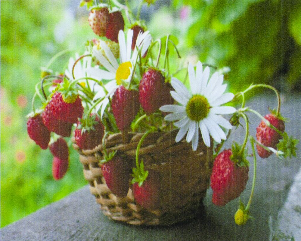 Алмазна мозаїка за номерами 30*40см "Суниця в кошику" у рулоні (71065 GB)