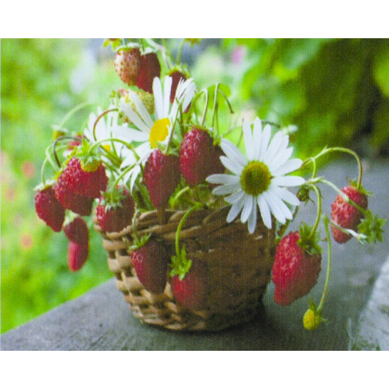 Алмазна мозаїка за номерами 30*40см "Суниця в кошику" у рулоні (71065 GB)