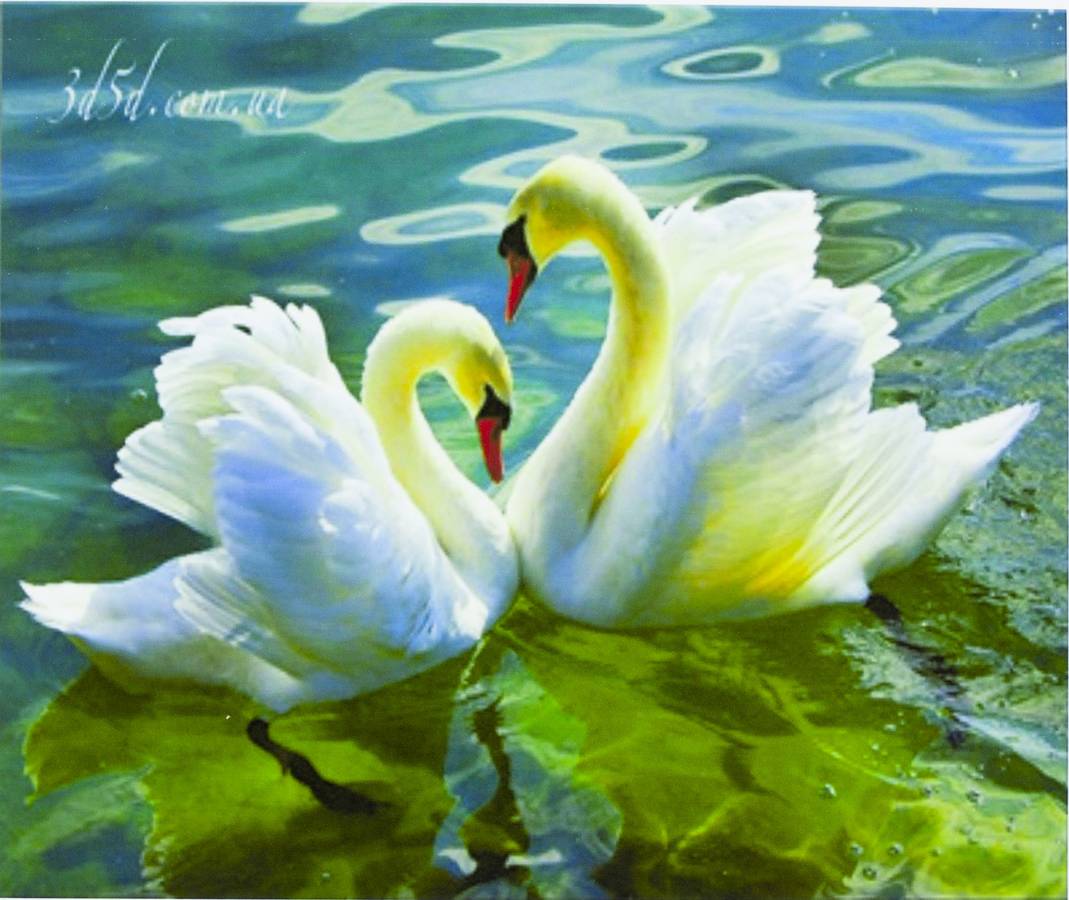 Картина за номерами "Лебеді на озері" 40 * 50см, крас.-акрил, кисть-3шт. (5444)