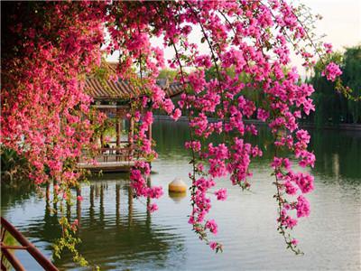 Картина за номерами "Гілки над озером"40 * 50см, крас.-акрил, кисть-3шт. (RA3767)