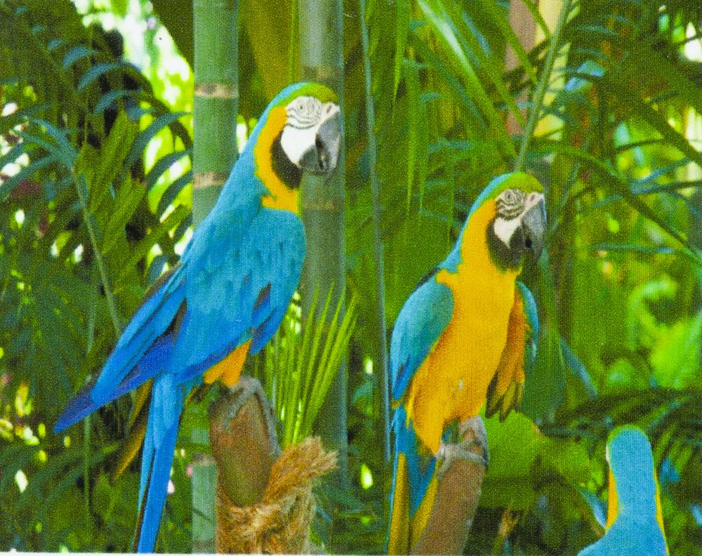 Алмазна мозаїка за номерами 30*40см "Три папуги" у рулоні (70012 GB)