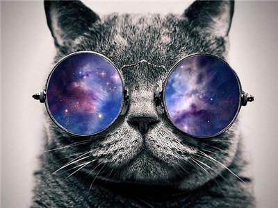 Холст-розмальовка під номерами 40*50см з набором фарб і пензликами 2 шт, з рамкою,  "Кіт в окулярах" (9485EPH_B)