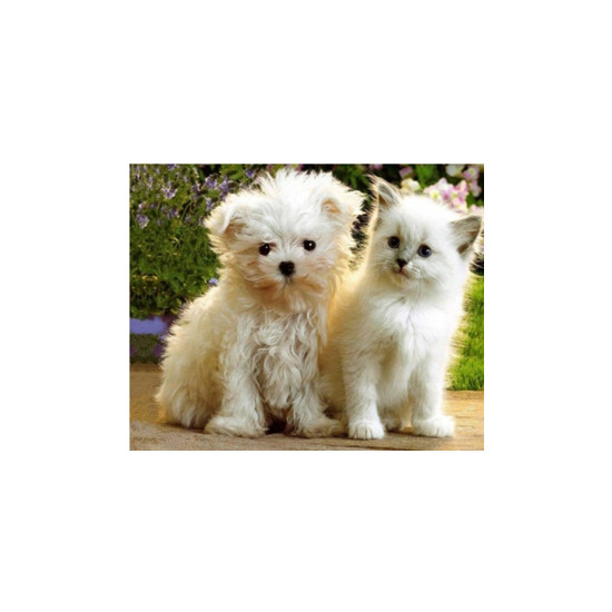 Картина за номерами 40 х 50см "Кошеня і щеня" Різнокольоровий Unison (3775)