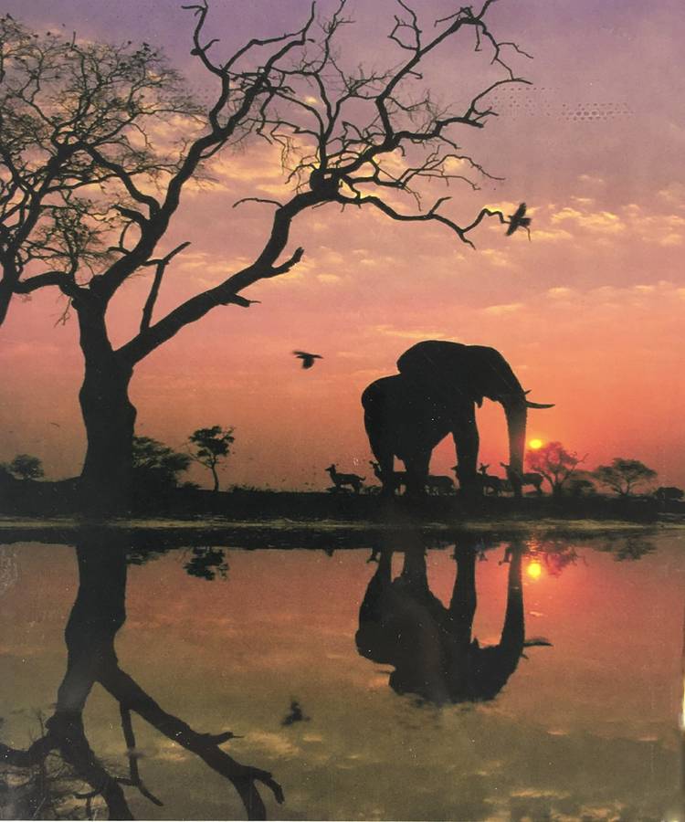 Холст-розмальовка під номерами 40*50см з набором фарб і пензликами 2 шт, з рамкою,  "Слон" OPP (5549_O)