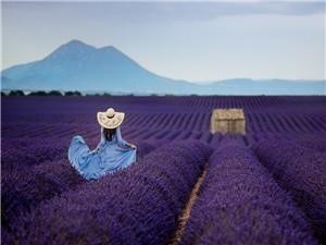 Картина за номерами "Лавандове поле" 40 * 50см, крас.-акрил, кисть-3шт. 8206RSB_B Різнокольоровий Unison (8206RSB_B)