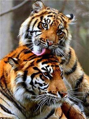 Картина за номерами "Пара тигрів" 40 * 50см, крас.-акрил, кисть-3шт. (RA3664)