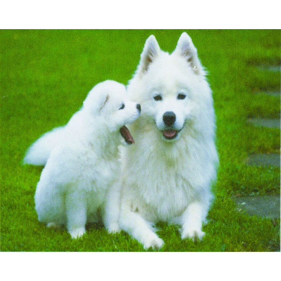 Алмазна мозаїка за номерами 30*40см "Собака та щеня" у рулоні (70002 GB)