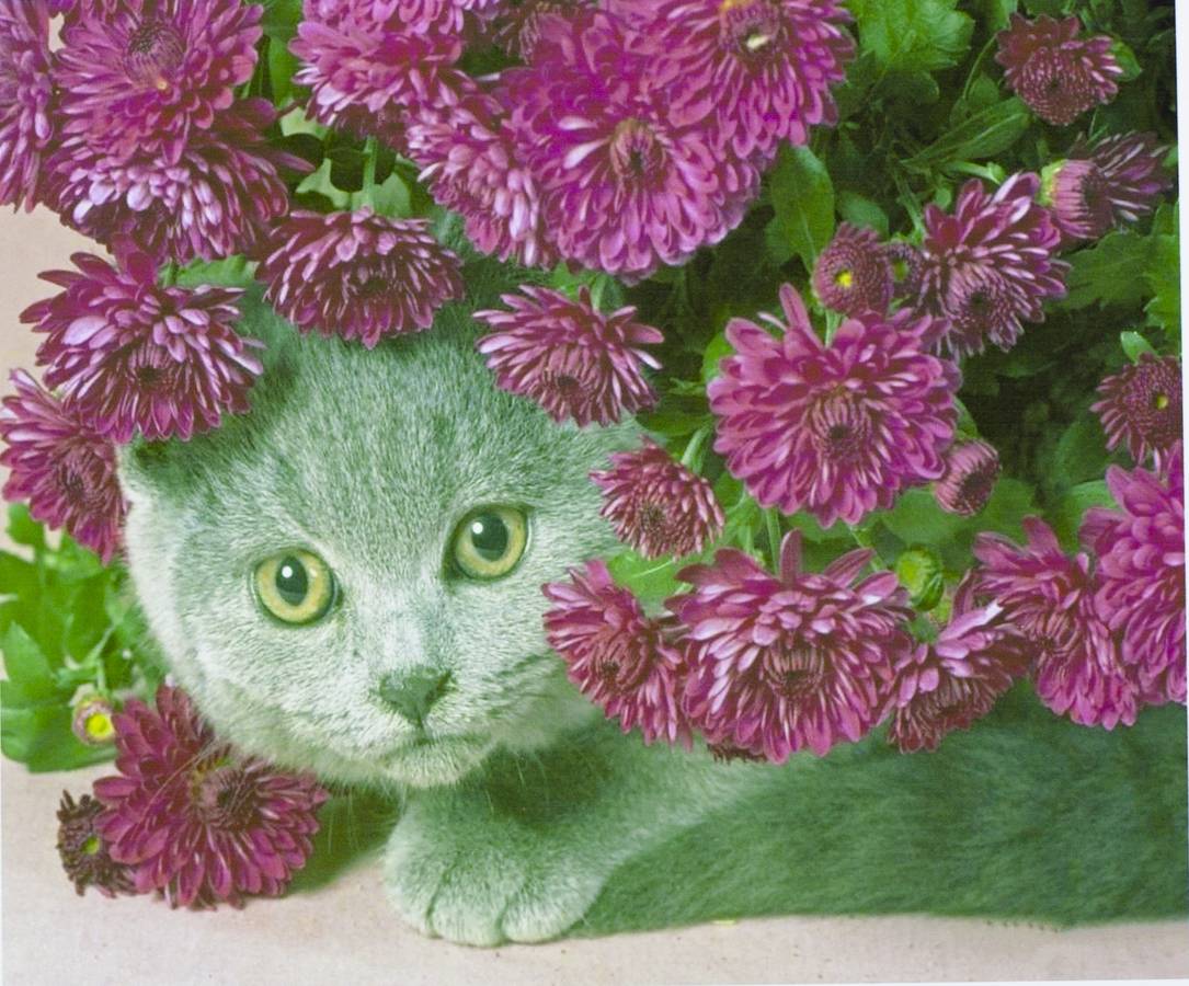 Картина за номерами "Британський котик в кольорах" 40 * 50см, крас.-акрил, кисть-3шт (5417)