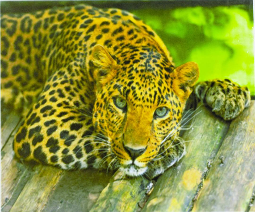 Картина за номерами "Леопард" 40 * 50см, крас.-акрил, кисть-3шт. Різнокольоровий Unison (5038Y_B)