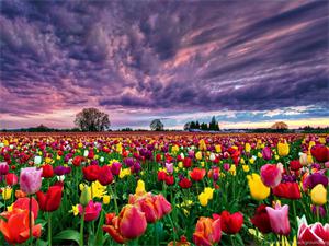 Картина за номерами "Поле тюльпанів" 40 * 50см, крас.-акрил, кисть-3шт. (RA30800)