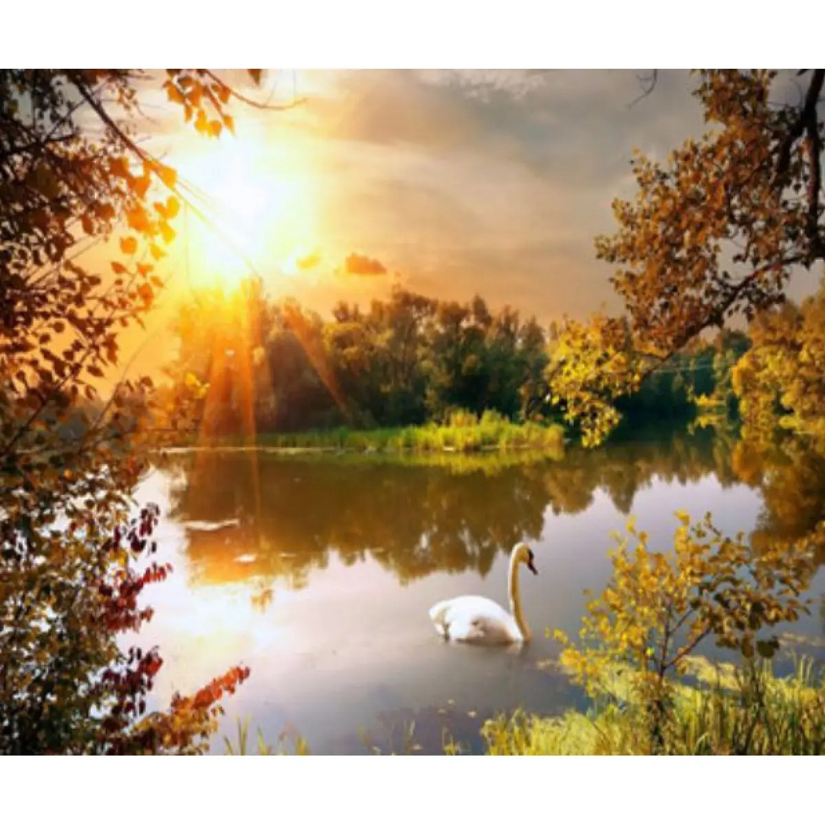 Картина по номерам "Одинокий лебедь" 40*50см,крас.-акрил,кисть-3шт.(1* (5443Y_B)