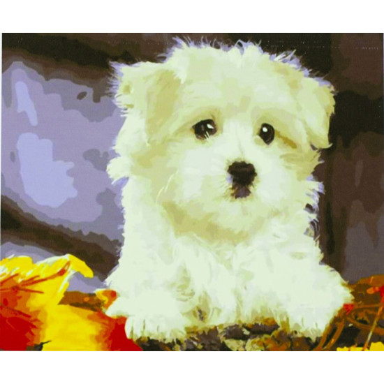 Картина за номерами "Біле  щеня" 40 * 50см, крас.-акрил, кисть-3шт. (1 * 5) (9364)