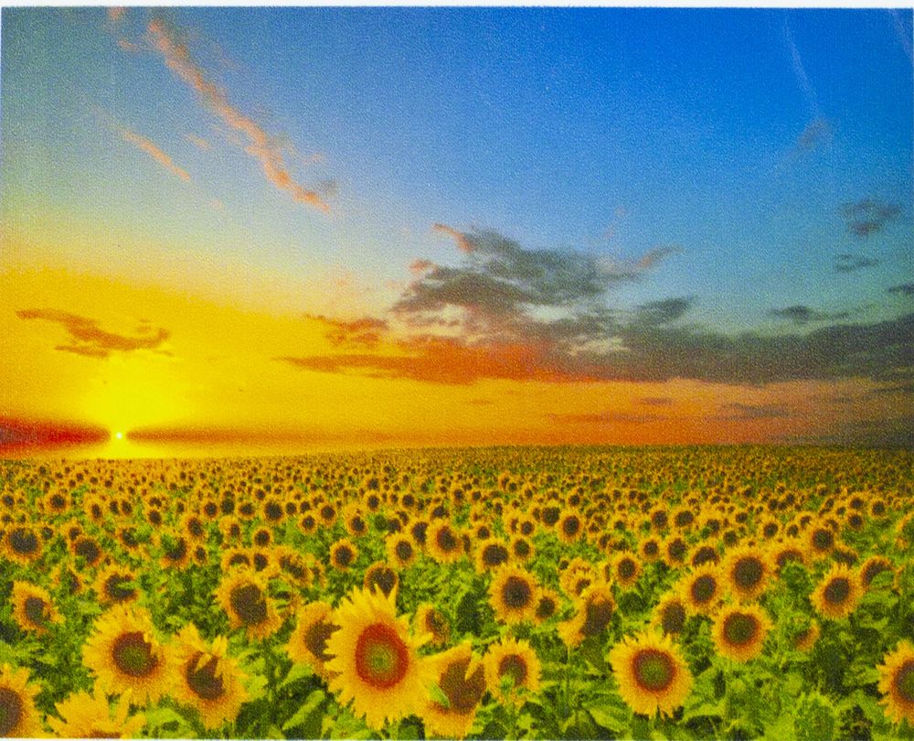 Алмазная мозаика по номерам  30*40см "Поле подсолнухов" в рулоне (70372 GB)