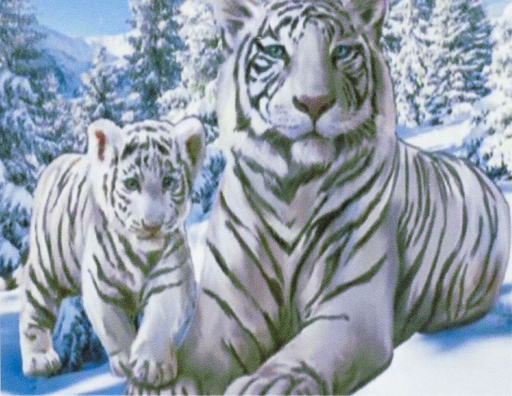 Алмазная мозаика по номерам 20*30см "Белые тигры"  в рулоне (20556-JS)