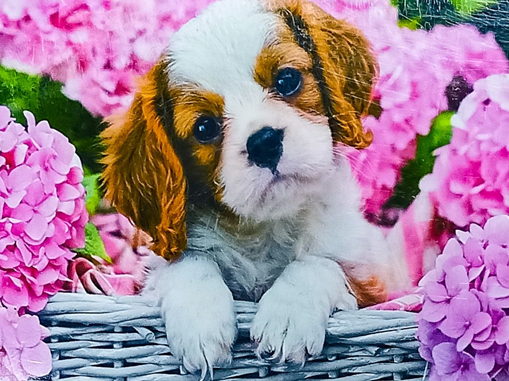 Алмазная мозаика 30 х 40см "Щенок" рулон в PVC (без подрамника) Разноцветный Unison (61575_O GLD)