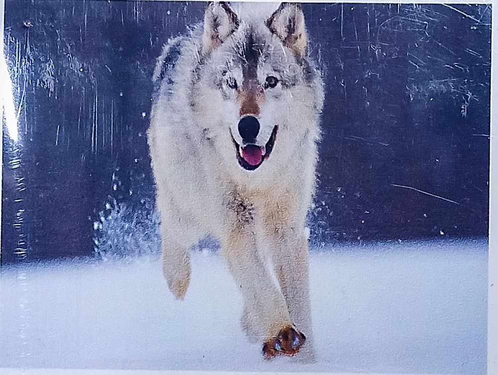 Алмазная мозаика 30 х 40см "Волк" рулон в PVC (без подрамника) Разноцветный Unison (60249_O GLD)