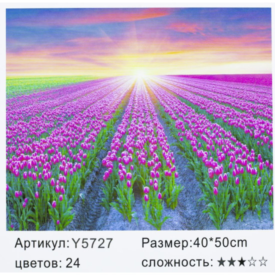 Картина по номерам "Поле тюльпанов" 40*50см,крас.-акрил,к (5727)