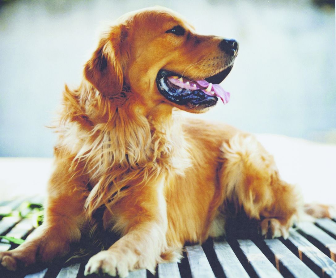 Картина по номерам "Золотист.ретривер" 40*50см, 953 (953)