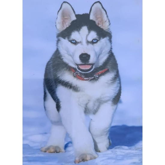 Картина по номерам 30*40см  "Маламут" OPP (холст на раме краск. кисти. ) (2128EKTL_O)