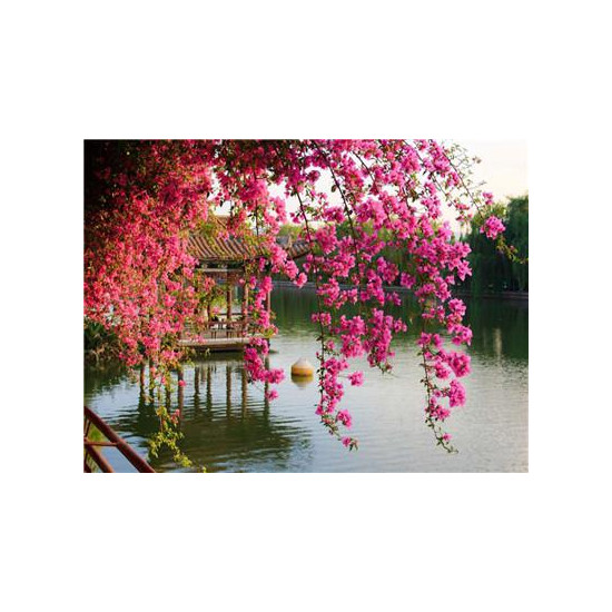 Картина за номерами "Гілки над озером"40 * 50см, крас.-акрил, кисть-3шт. (RA3767)