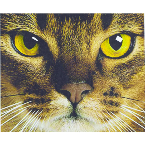 Картина за номерами "Кіті" 40 * 50см, крас.-акрил, пензлик-3шт. (818.)