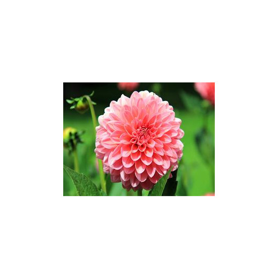 Картина за номерами "Жоржина" 40 * 50см, крас.-акрил, кисть-3шт. (RA30758)