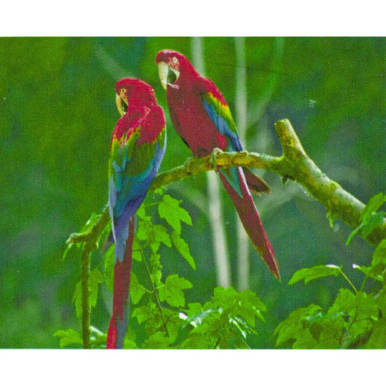 Алмазна мозаїка за номерами 30*40см "Червоні папуги" у рулоні (70008 GBR)