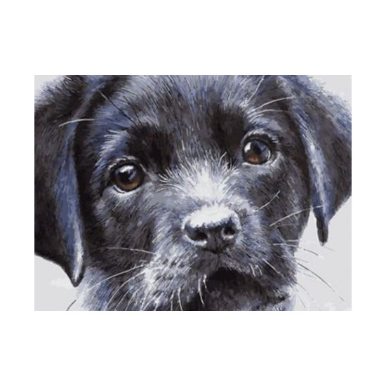 Картина по номерам "Щенок" 40*50см,крас.-акрил,кисть-3шт. (6293EOTG_И)