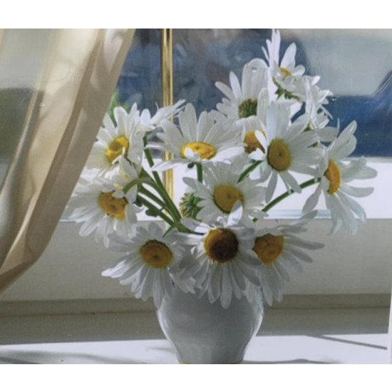 Картина за номерами "Ромашки" 40 * 50см,  OPP , крас.-акрил, кисть-3шт. (5679Y_O)