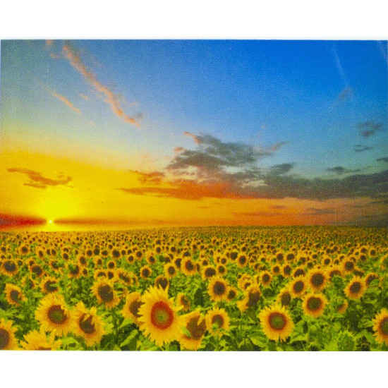 Алмазная мозаика по номерам  30*40см "Поле подсолнухов" в рулоне (70372 GB)