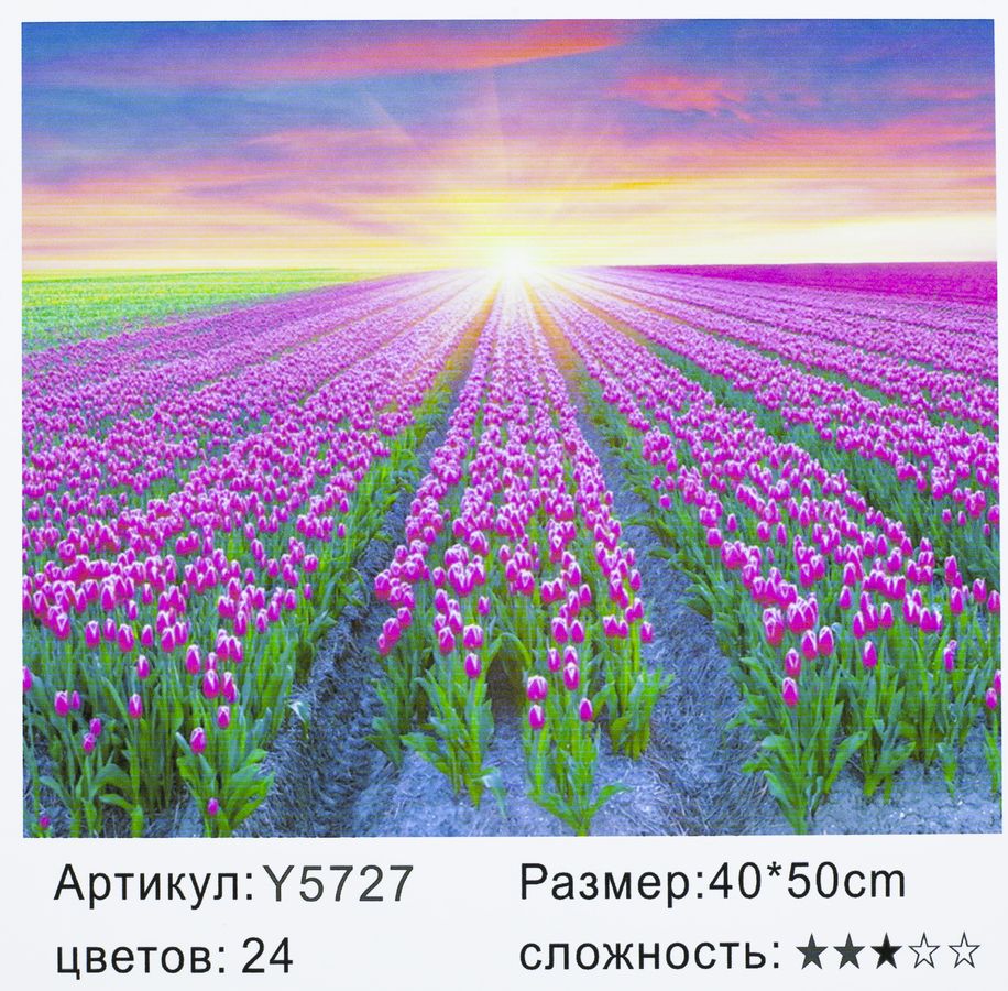 Картина по номерам "Поле тюльпанов" 40*50см,крас.-акрил,к (5727)