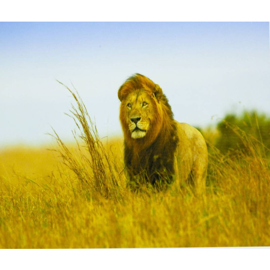 Картина за номерами "Лев" 40 * 50см, крас.-акрил, кисть-3шт. (5065Y_B)