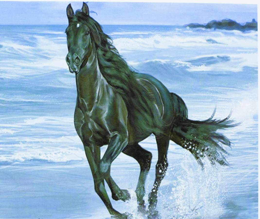 Картина по номерам "Чёрный конь" 40*50см,крас.-акрил,кисть-3шт.(1*30) (3399)