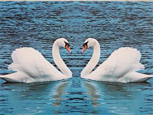 Картина по номерам "Лебеди" 40*50см,крас.-акрил,кисть-3шт (RA30655)