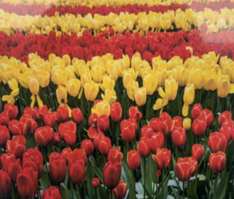 Картина за номерами 40 х 50см "Тюльпани" Різнокольоровий Unison (5023Y_O)