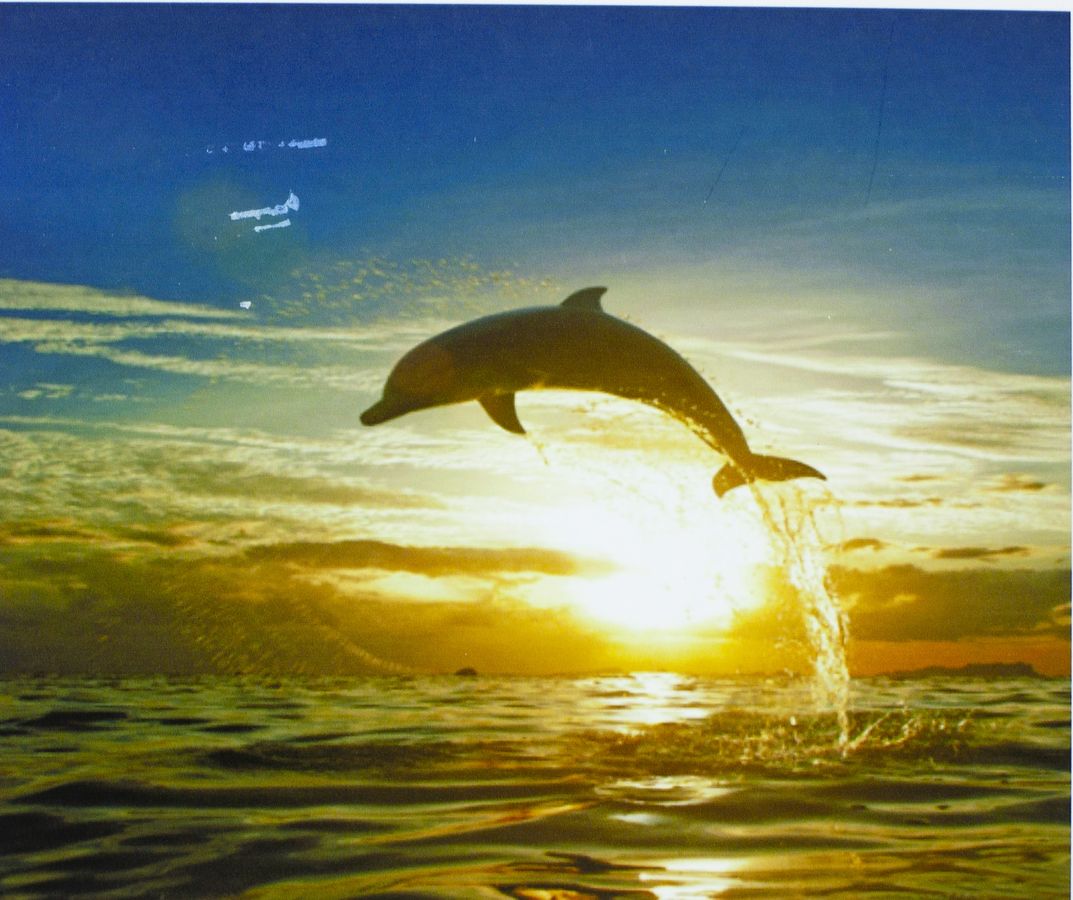 Картина по номерам "Дельфин" 40*50см,крас.-акрил,кисть-3шт (9251)