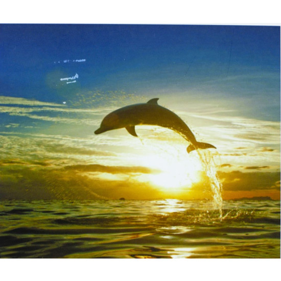 Картина по номерам "Дельфин" 40*50см,крас.-акрил,кисть-3шт (9251)