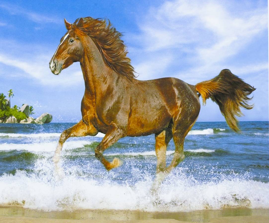 Картина по номерам "Лошадь на берегу моря" 40*50см,крас.-акрил,кисть-3 (3360)