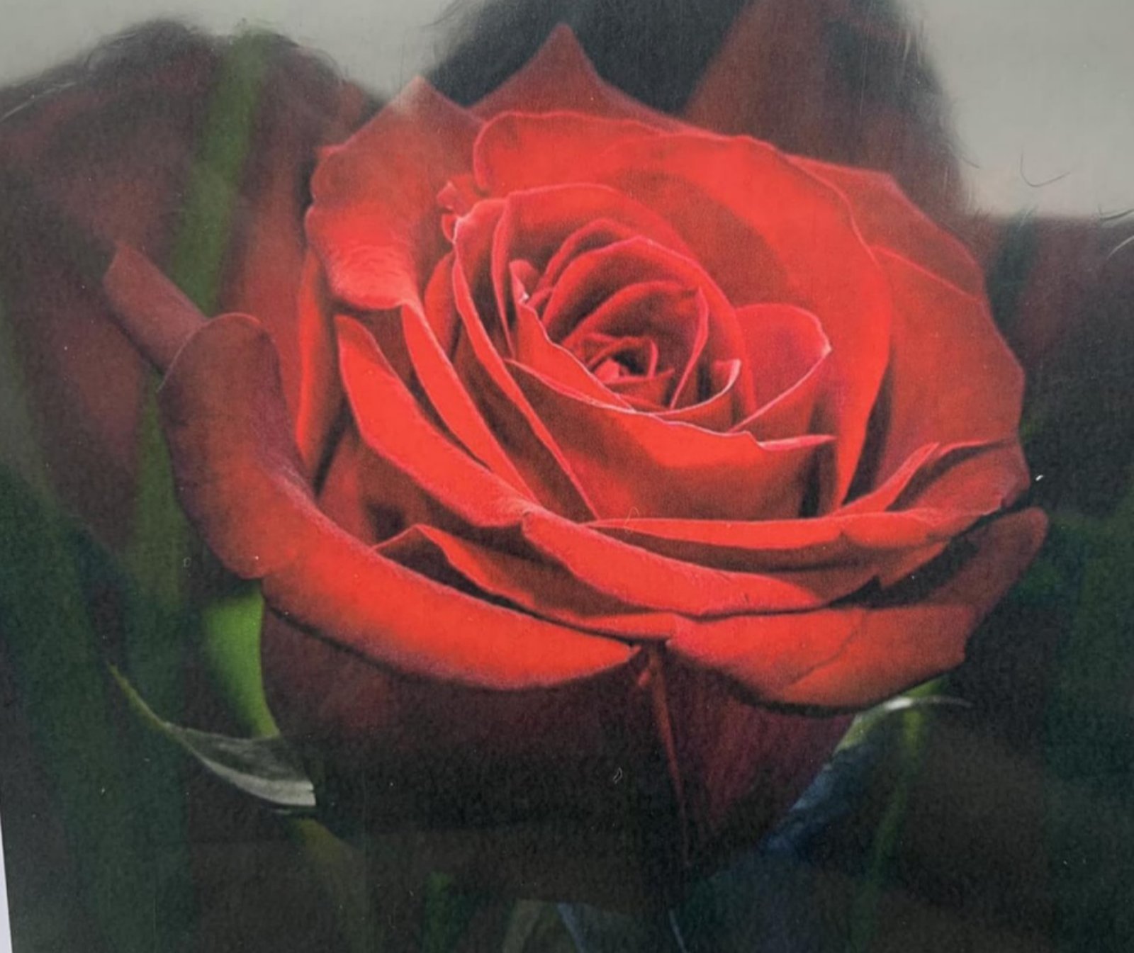 Картина по номерам 30*40см  "Роза" OPP (холст на раме краск. кисти. ) (1732EKTL_O)