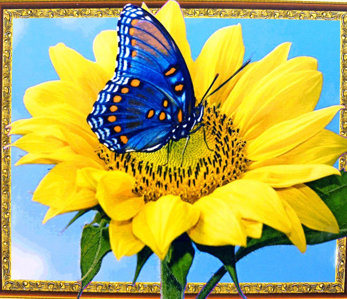 Алмазная мозаика 5D по номерам 40 х 50см "Бабочка на подсолнечнике" Разноцветный Unison (30570)