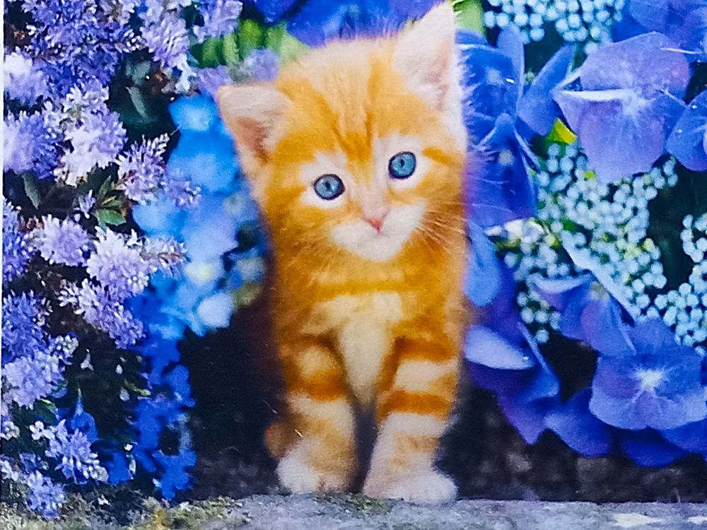 Алмазная мозаика 30 х 40см "Котенок" рулон в PVC (без подрамника) Разноцветный Unison (61209_O GLD)