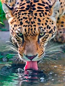 Алмазная мозаика   по номерам 30*40см "Гепард" (GLD60881)