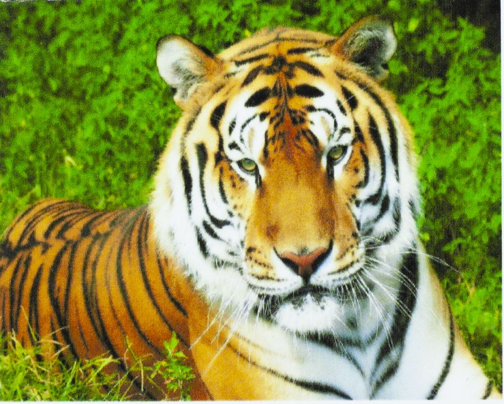 Алмазная мозаика по номерам  30*40см "Тигр" в рулоне (70046GB)